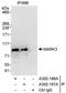 Microtubule Affinity Regulating Kinase 3 antibody, A302-187A, Bethyl Labs, Immunoprecipitation image 