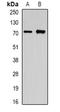 Olfactomedin 1 antibody, orb340706, Biorbyt, Western Blot image 
