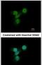 LYN Proto-Oncogene, Src Family Tyrosine Kinase antibody, PA5-29329, Invitrogen Antibodies, Immunofluorescence image 