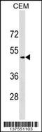 Secretogranin III antibody, 59-239, ProSci, Western Blot image 