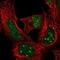 Homeobox A4 antibody, NBP2-32515, Novus Biologicals, Immunofluorescence image 