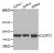 Coatomer Protein Complex Subunit Zeta 1 antibody, abx002418, Abbexa, Western Blot image 