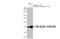 Erk1 antibody, GTX635617, GeneTex, Western Blot image 