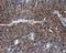 Thiopurine S-Methyltransferase antibody, NBP2-02356, Novus Biologicals, Immunohistochemistry frozen image 