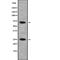 SCAN Domain Containing 1 antibody, abx218446, Abbexa, Western Blot image 