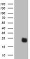 Ras Homolog Family Member H antibody, CF810026, Origene, Western Blot image 