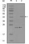 EPH Receptor A8 antibody, LS-C171426, Lifespan Biosciences, Western Blot image 