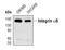 Integrin Subunit Alpha 6 antibody, PA5-17088, Invitrogen Antibodies, Western Blot image 
