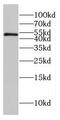 Ribeye antibody, FNab02047, FineTest, Western Blot image 