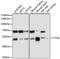 Cathepsin A antibody, 19-703, ProSci, Western Blot image 