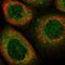 Autophagy Related 2A antibody, NBP1-83009, Novus Biologicals, Immunocytochemistry image 