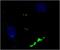 Neuropeptide Y antibody, GTX60971, GeneTex, Immunocytochemistry image 