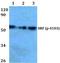 Serum Response Factor antibody, LS-C192165, Lifespan Biosciences, Western Blot image 