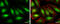 S-Phase Kinase Associated Protein 2 antibody, GTX133767, GeneTex, Immunofluorescence image 