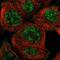 NudC Domain Containing 1 antibody, NBP1-85539, Novus Biologicals, Immunofluorescence image 