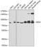 Moesin antibody, GTX54327, GeneTex, Western Blot image 