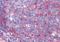 Thyroid Hormone Receptor Alpha antibody, orb19580, Biorbyt, Immunohistochemistry paraffin image 
