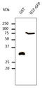 GST antibody, LS-C204209, Lifespan Biosciences, Western Blot image 