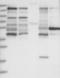 Ankyrin Repeat And Sterile Alpha Motif Domain Containing 1A antibody, NBP1-89077, Novus Biologicals, Western Blot image 