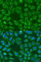 Wnt Family Member 7B antibody, 23-151, ProSci, Immunofluorescence image 
