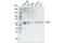 Kruppel Like Factor 5 antibody, 51586S, Cell Signaling Technology, Western Blot image 