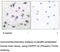 Protein Phosphatase 1 Regulatory Inhibitor Subunit 1B antibody, MBS002653, MyBioSource, Immunohistochemistry paraffin image 