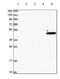 Acyl-CoA Thioesterase 1 antibody, NBP2-54709, Novus Biologicals, Western Blot image 