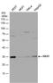 HCLS1 Associated Protein X-1 antibody, NBP1-31647, Novus Biologicals, Western Blot image 