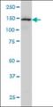 Symplekin antibody, orb375115, Biorbyt, Western Blot image 