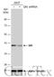 QKI, KH Domain Containing RNA Binding antibody, GTX633922, GeneTex, Western Blot image 