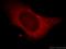 WD Repeat Domain 24 antibody, 20778-1-AP, Proteintech Group, Immunofluorescence image 