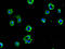 Dynein Cytoplasmic 1 Heavy Chain 1 antibody, LS-B15196, Lifespan Biosciences, Immunofluorescence image 