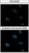 P113 antibody, GTX114776, GeneTex, Immunofluorescence image 