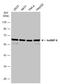 Heterogeneous Nuclear Ribonucleoprotein K antibody, GTX101786, GeneTex, Western Blot image 