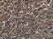 Histone Cluster 4 H4 antibody, CSB-PA966398, Cusabio, Immunohistochemistry frozen image 