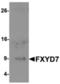 Luteinizing Hormone/Choriogonadotropin Receptor antibody, orb313956, Biorbyt, Western Blot image 