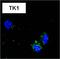 CD8 antibody, MA1-145, Invitrogen Antibodies, Immunofluorescence image 