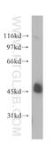 Stomatin-like protein 1 antibody, 12862-1-AP, Proteintech Group, Western Blot image 