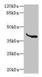 Leucine Rich Repeats And Transmembrane Domains 1 antibody, CSB-PA884513LA01HU, Cusabio, Western Blot image 