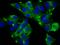 Polymeric Immunoglobulin Receptor antibody, GTX02010, GeneTex, Immunofluorescence image 