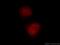 Elongin A antibody, 10502-1-AP, Proteintech Group, Immunofluorescence image 