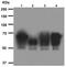 CD46 Molecule antibody, ab108307, Abcam, Western Blot image 