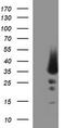 Proopiomelanocortin antibody, M00305-2, Boster Biological Technology, Western Blot image 