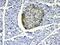 Coatomer Protein Complex Subunit Epsilon antibody, A04544, Boster Biological Technology, Immunohistochemistry frozen image 
