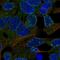 Carboxylesterase 3 antibody, HPA041307, Atlas Antibodies, Immunofluorescence image 