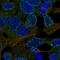 TGH antibody, HPA041307, Atlas Antibodies, Immunofluorescence image 