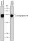 Carboxypeptidase M antibody, AF7457, R&D Systems, Western Blot image 