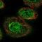 La Ribonucleoprotein Domain Family Member 6 antibody, NBP1-89277, Novus Biologicals, Immunofluorescence image 