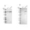 Striatin 3 antibody, NBP1-80764, Novus Biologicals, Western Blot image 