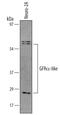 GDNF family receptor alpha-like antibody, AF5728, R&D Systems, Western Blot image 